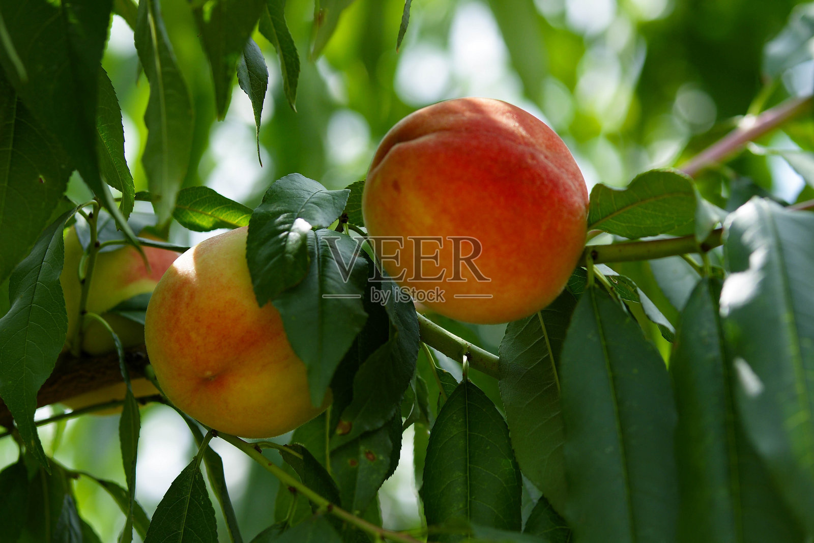 树枝上的桃子照片摄影图片