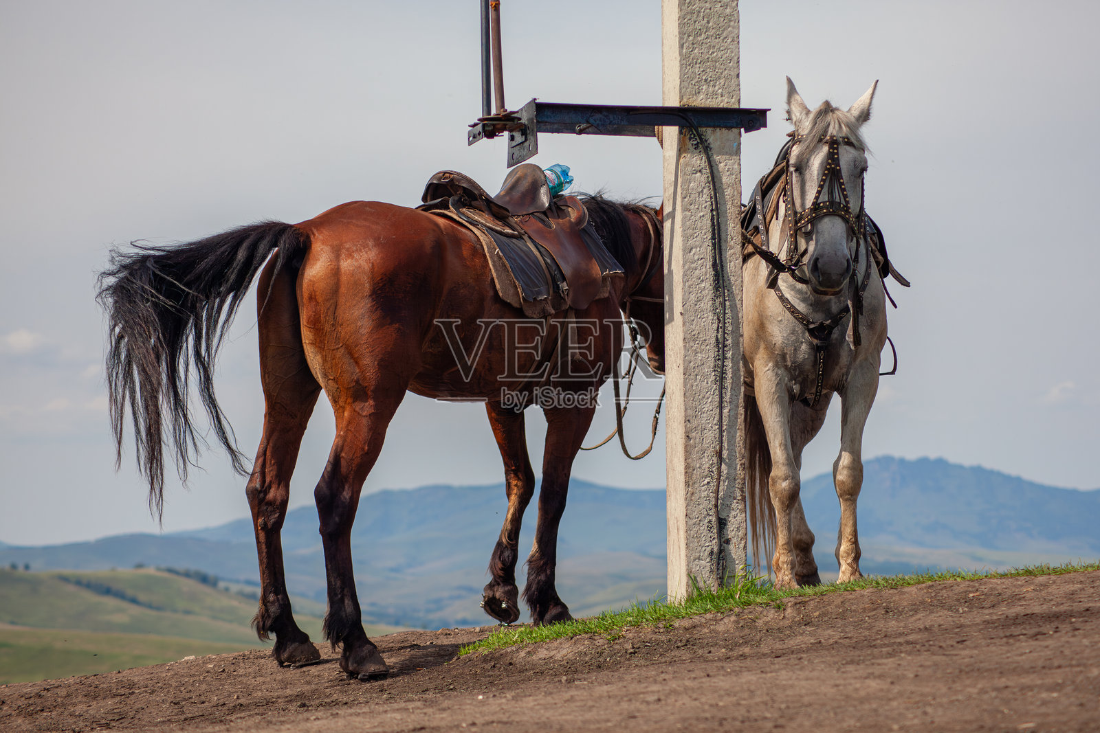 阿尔泰自然。山脉、马、花、雾、草照片摄影图片