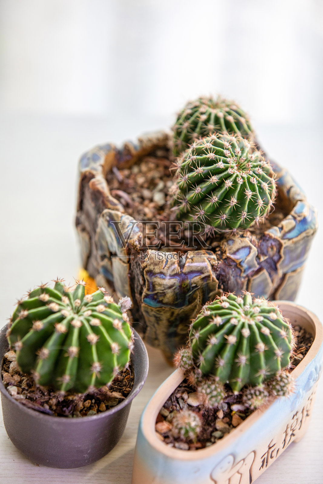 多肉仙人掌照片摄影图片