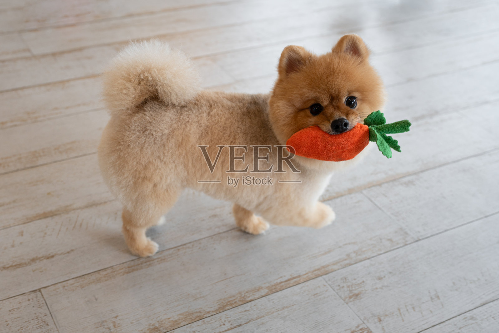 博美犬在家里悠闲地放松，玩着玩具照片摄影图片