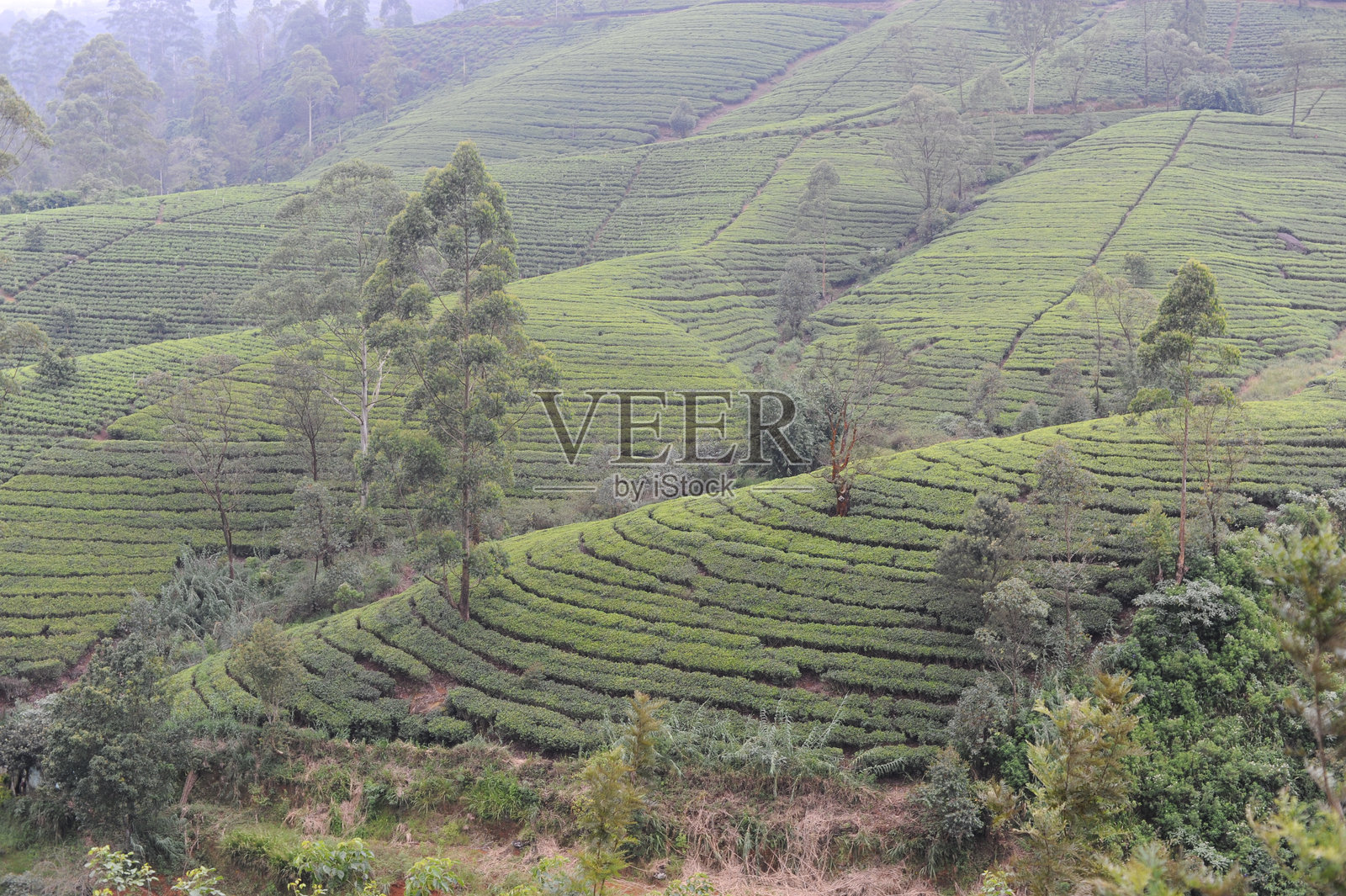 新鲜的绿茶灌木在斯里兰卡（锡兰）传统茶园的山丘上，绿叶在雾气弥漫的日子里形成梯田茶田。照片摄影图片