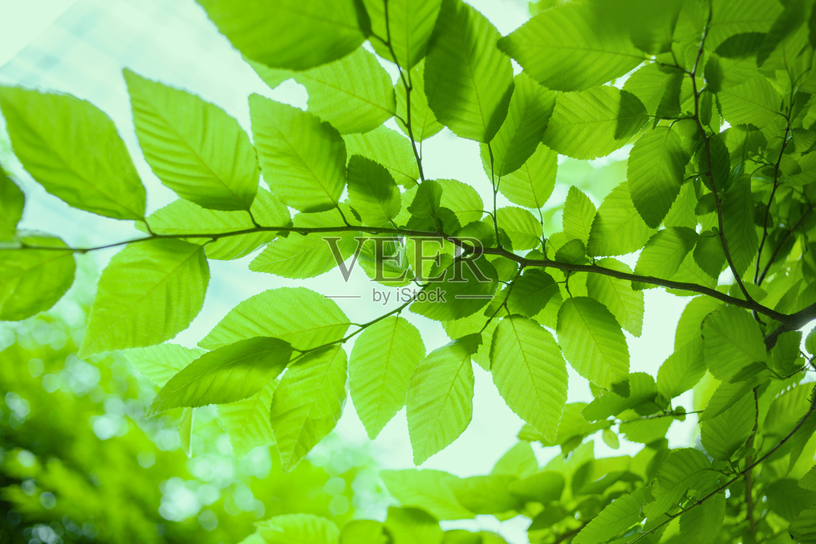 森林中的绿色叶子照片摄影图片