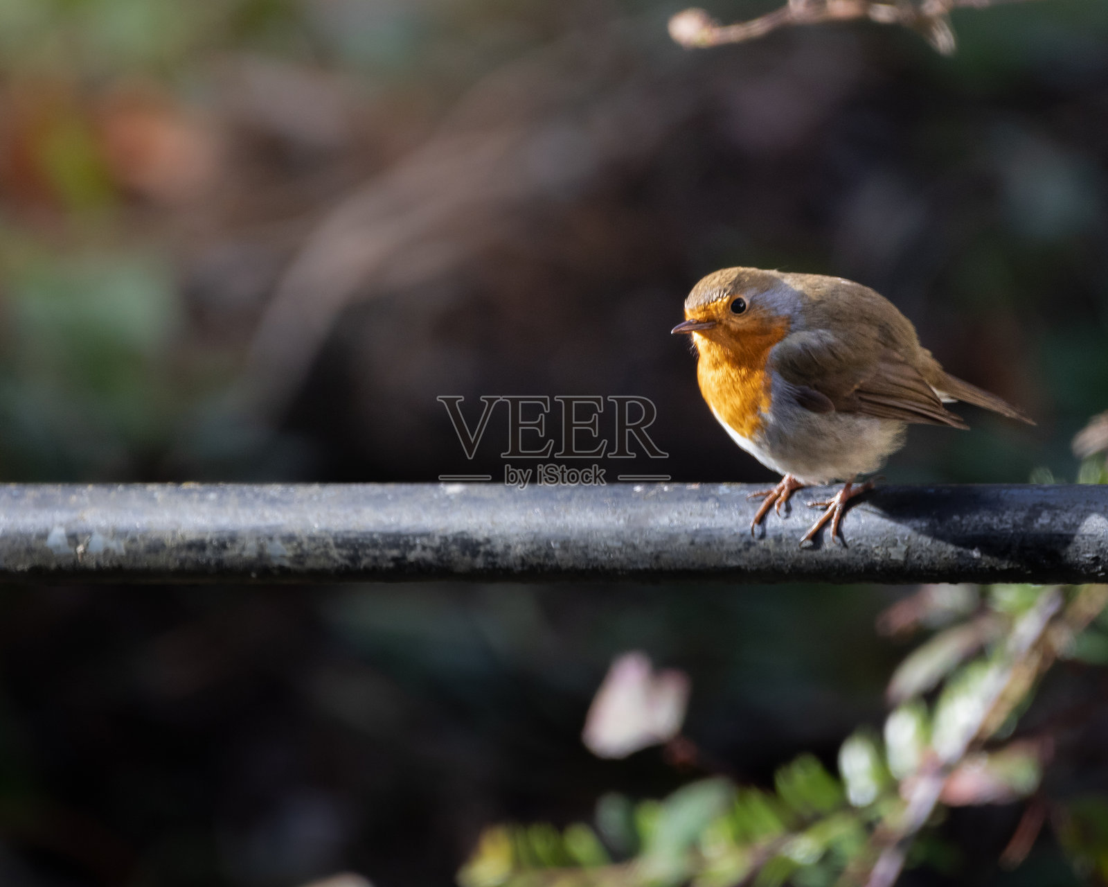 寻找鸟类照片摄影图片