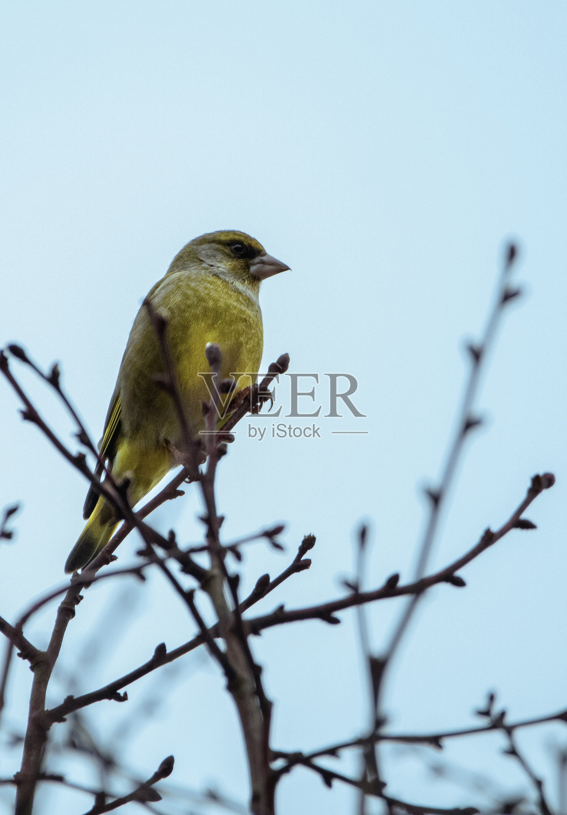 黄色鸟照片摄影图片