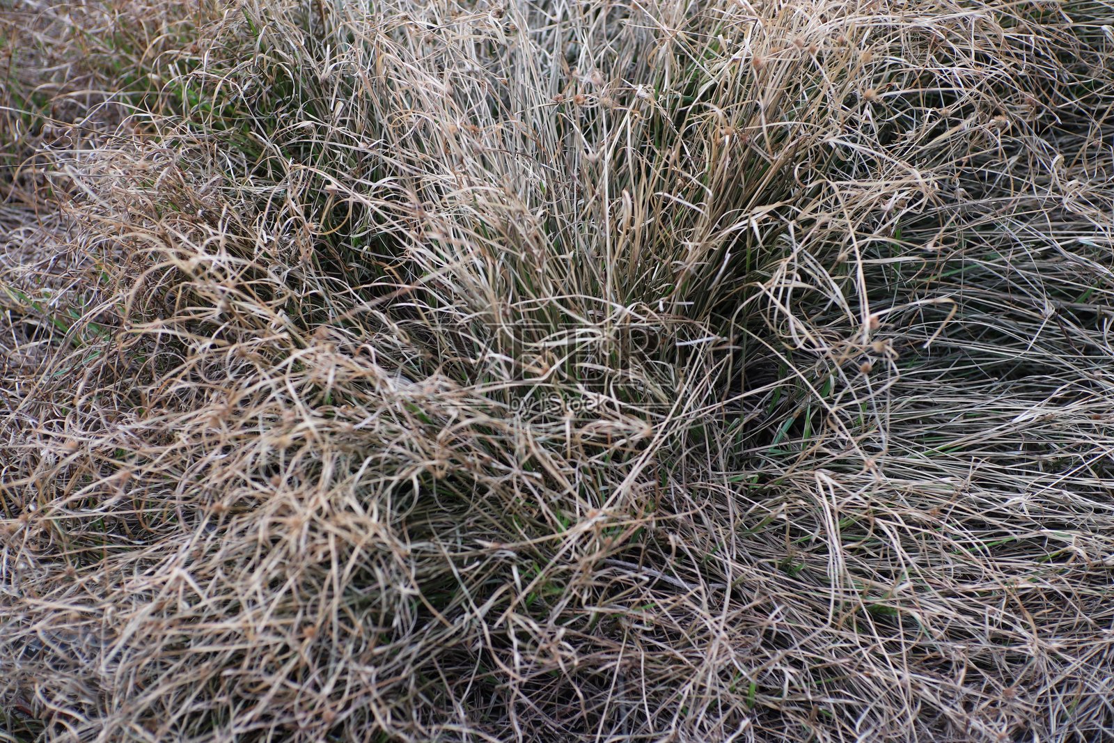 冬季田野中的干草呈现出棕色和金色的色调照片摄影图片