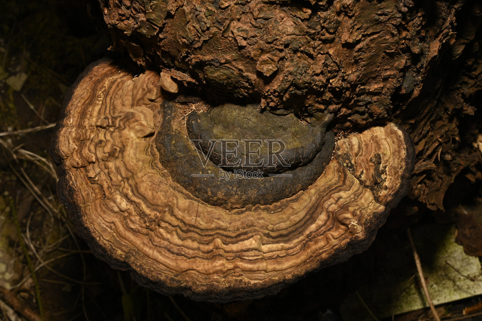 红晕托，聚伞菌科。照片摄影图片