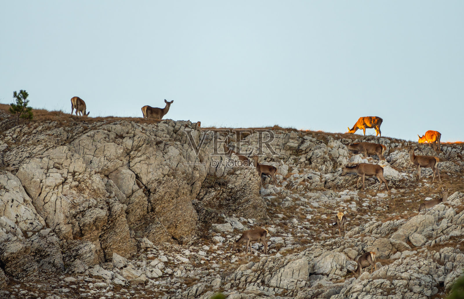 一群红鹿在岩石之间照片摄影图片