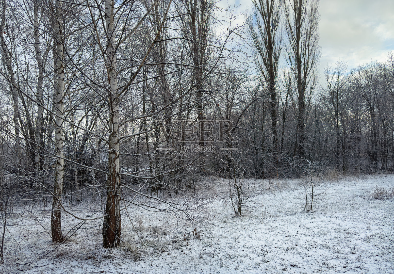 雪林空地上的冬晨照片摄影图片
