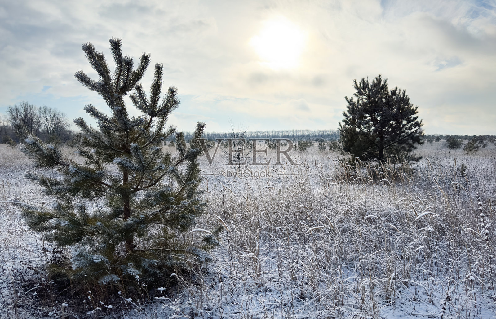 宁静的冬日，田野里有小松树和覆盖着霜的植物照片摄影图片