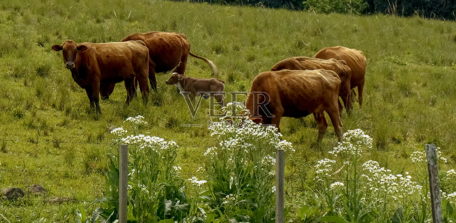 牛群在吃草照片摄影图片