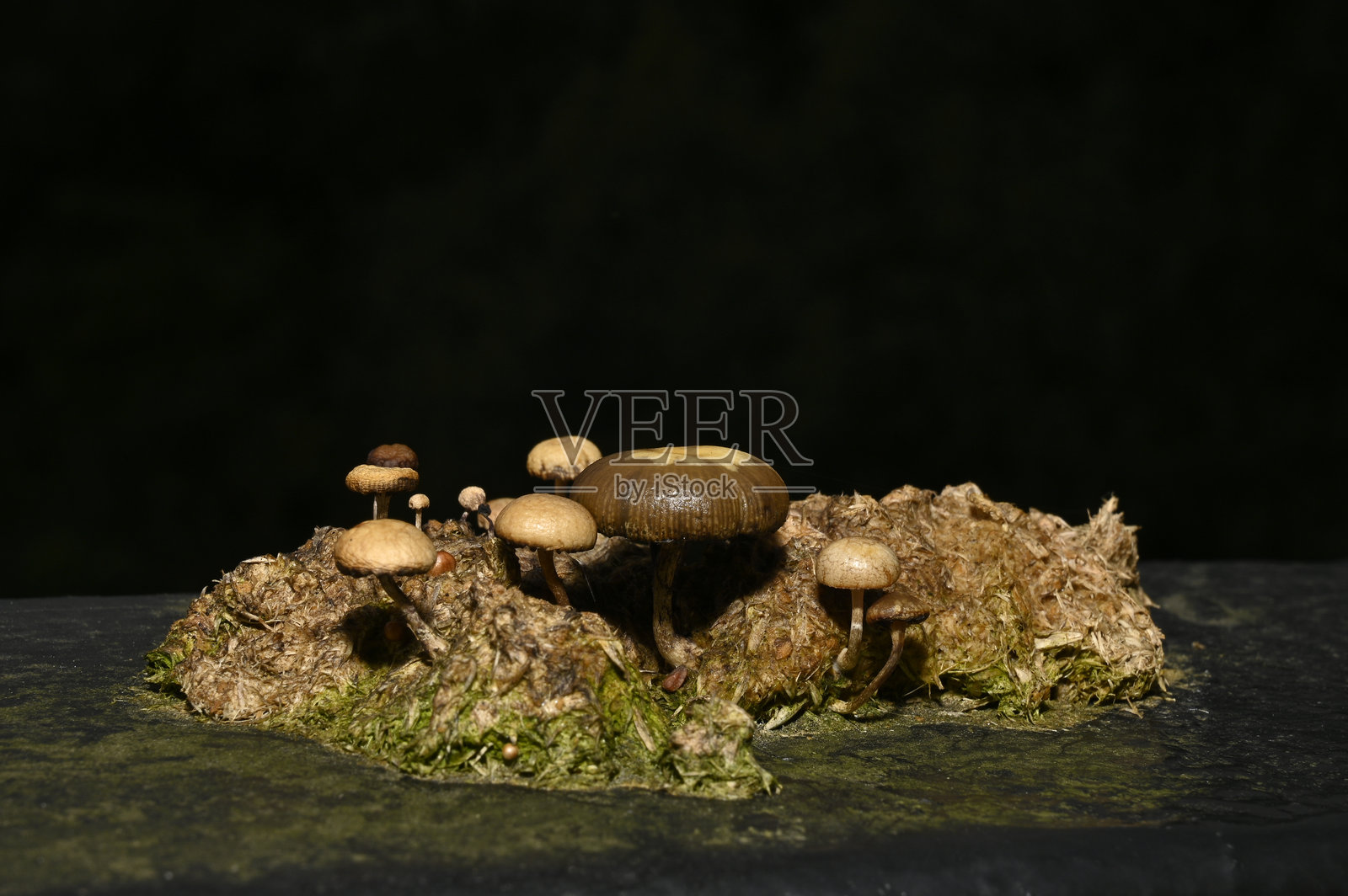 高速公路桥上的真菌 1照片摄影图片