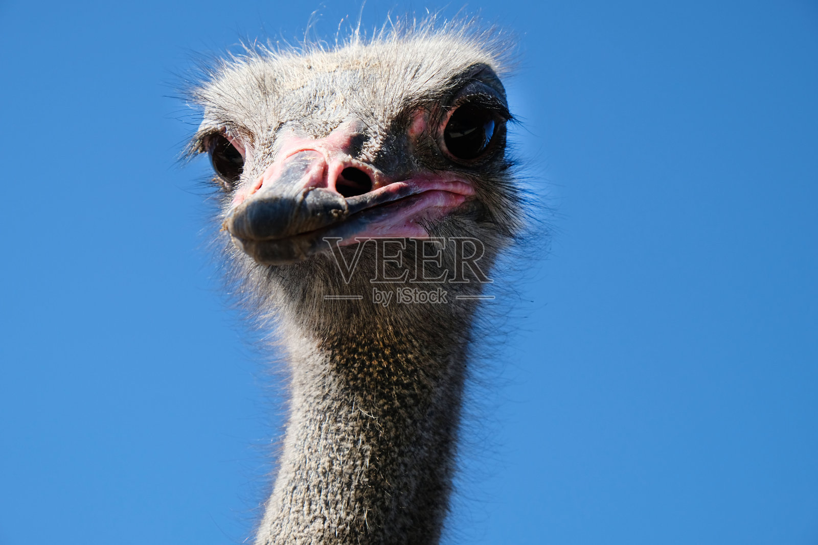鸵鸟头部特写，背景是蓝天照片摄影图片