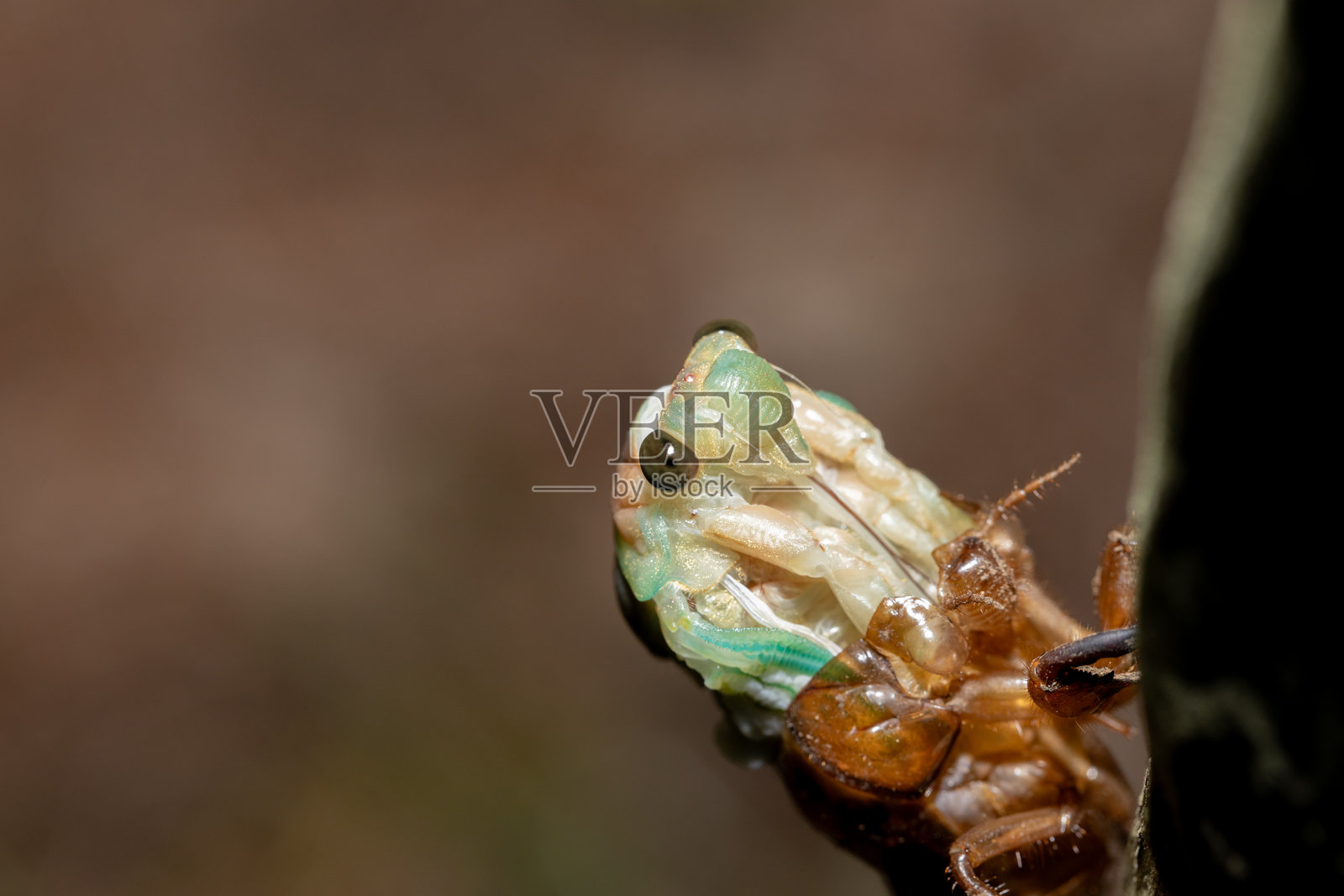 大型棕色蝉照片摄影图片