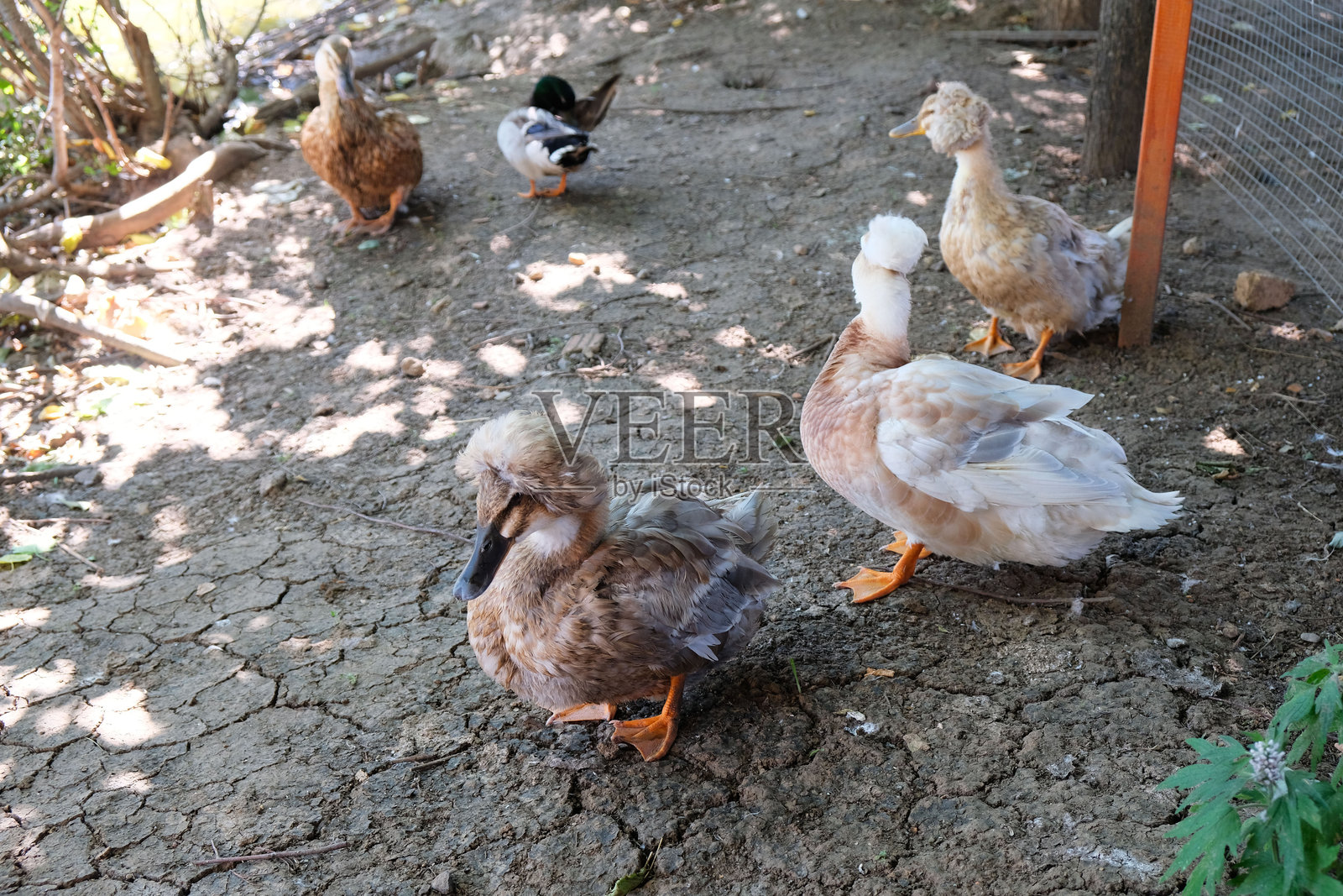 农场户外的家鸭照片摄影图片