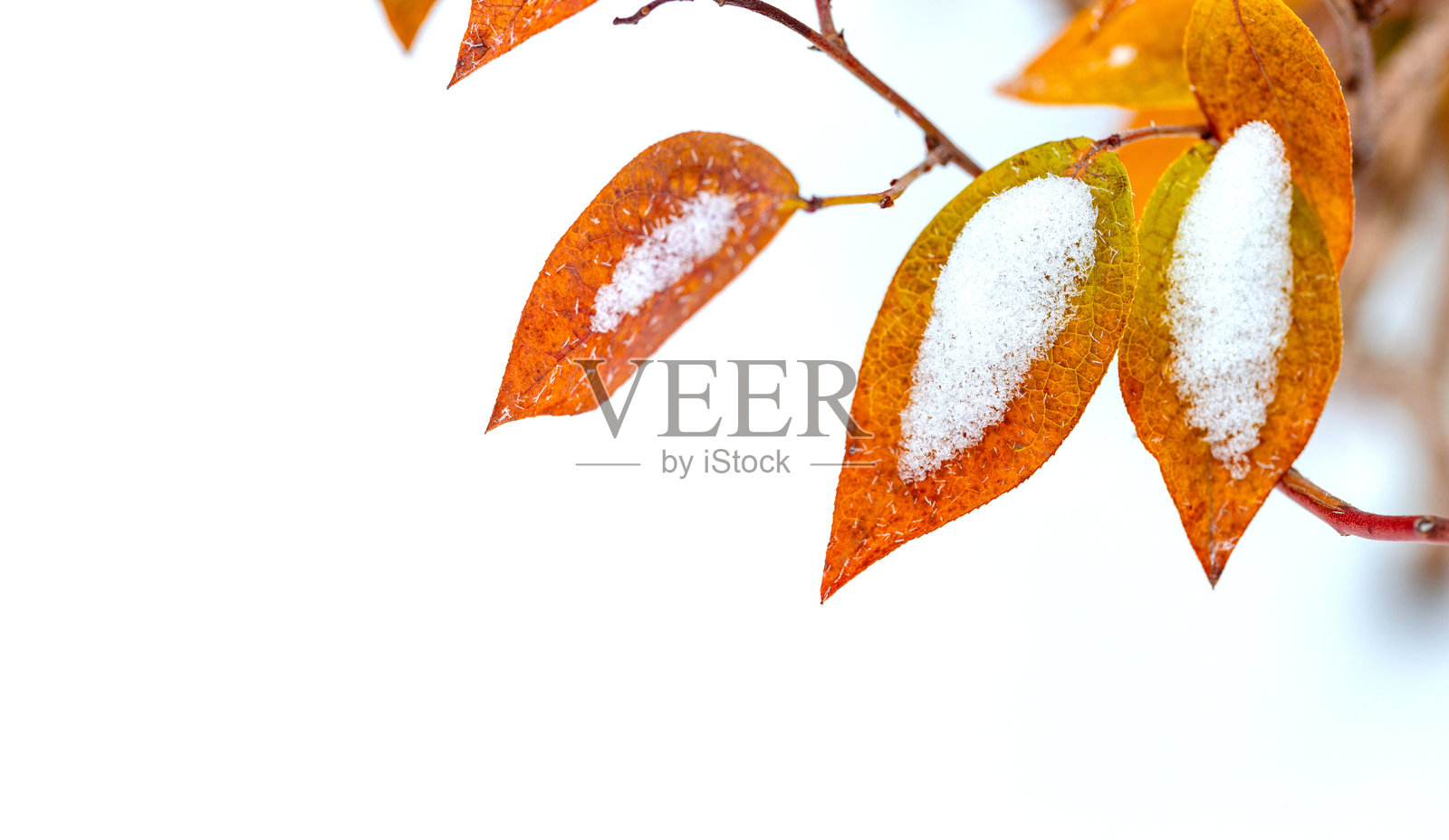 秋天的树枝上覆盖着雪的落叶，映衬着完美的白色雪地，冬日的景象。照片摄影图片