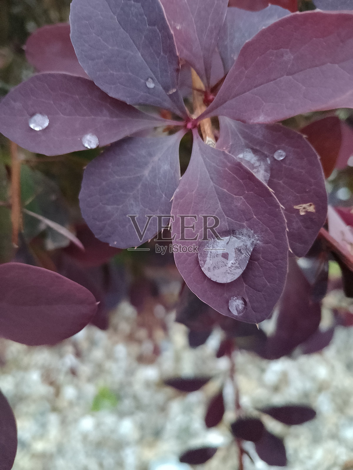 带露水的灌木丛照片摄影图片