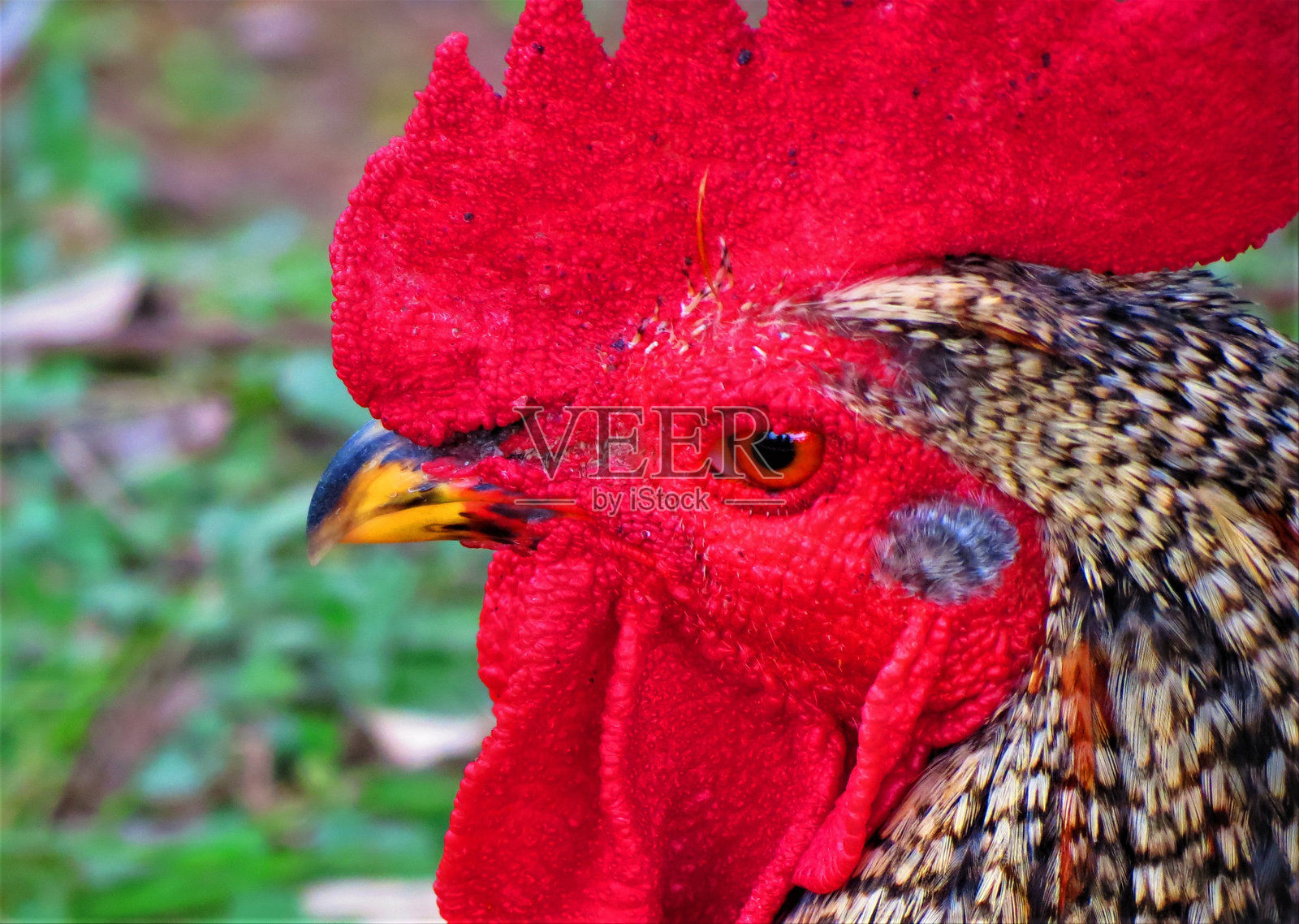 公鸡的肖像。照片摄影图片