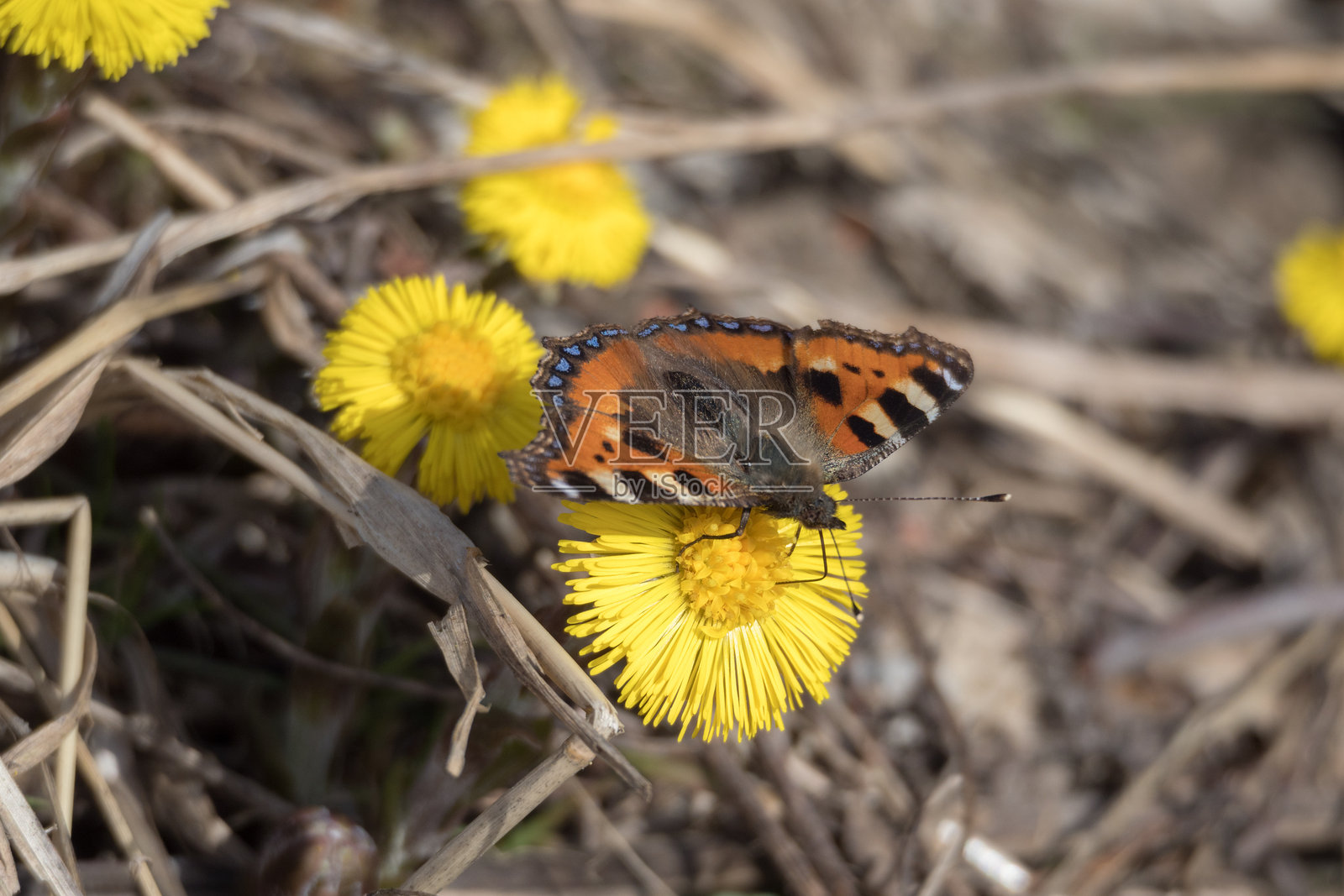 明亮的蝴蝶停在第一朵花上照片摄影图片