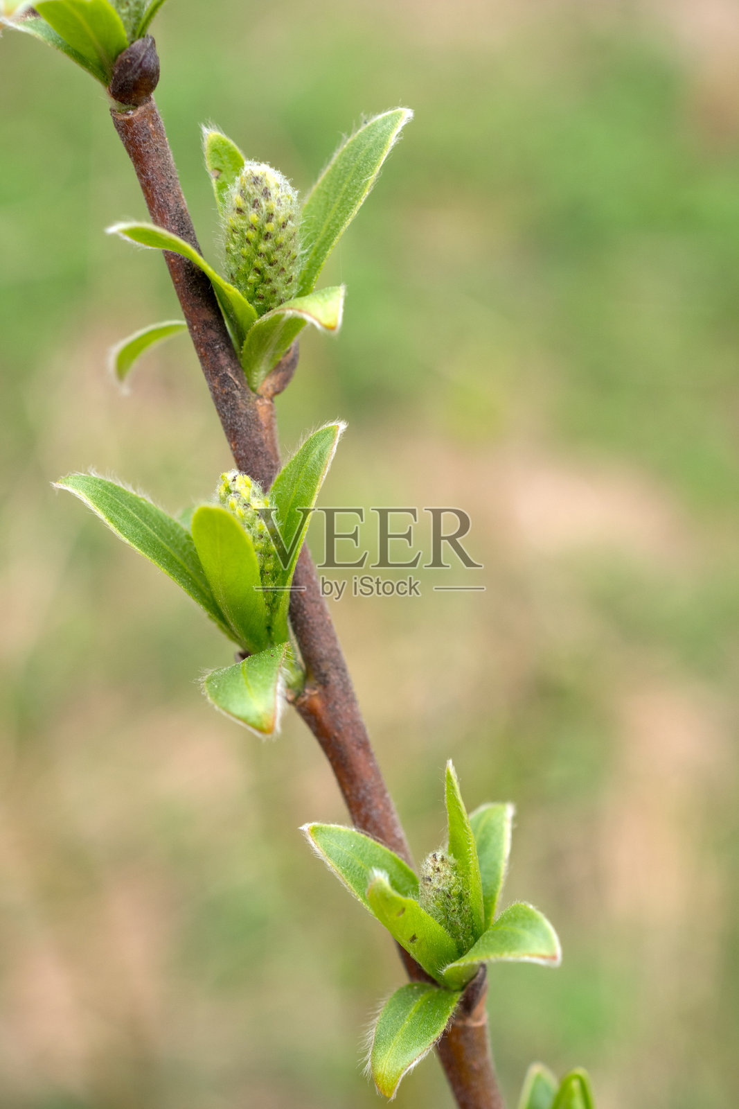 带芽和绿叶的柳树枝照片摄影图片