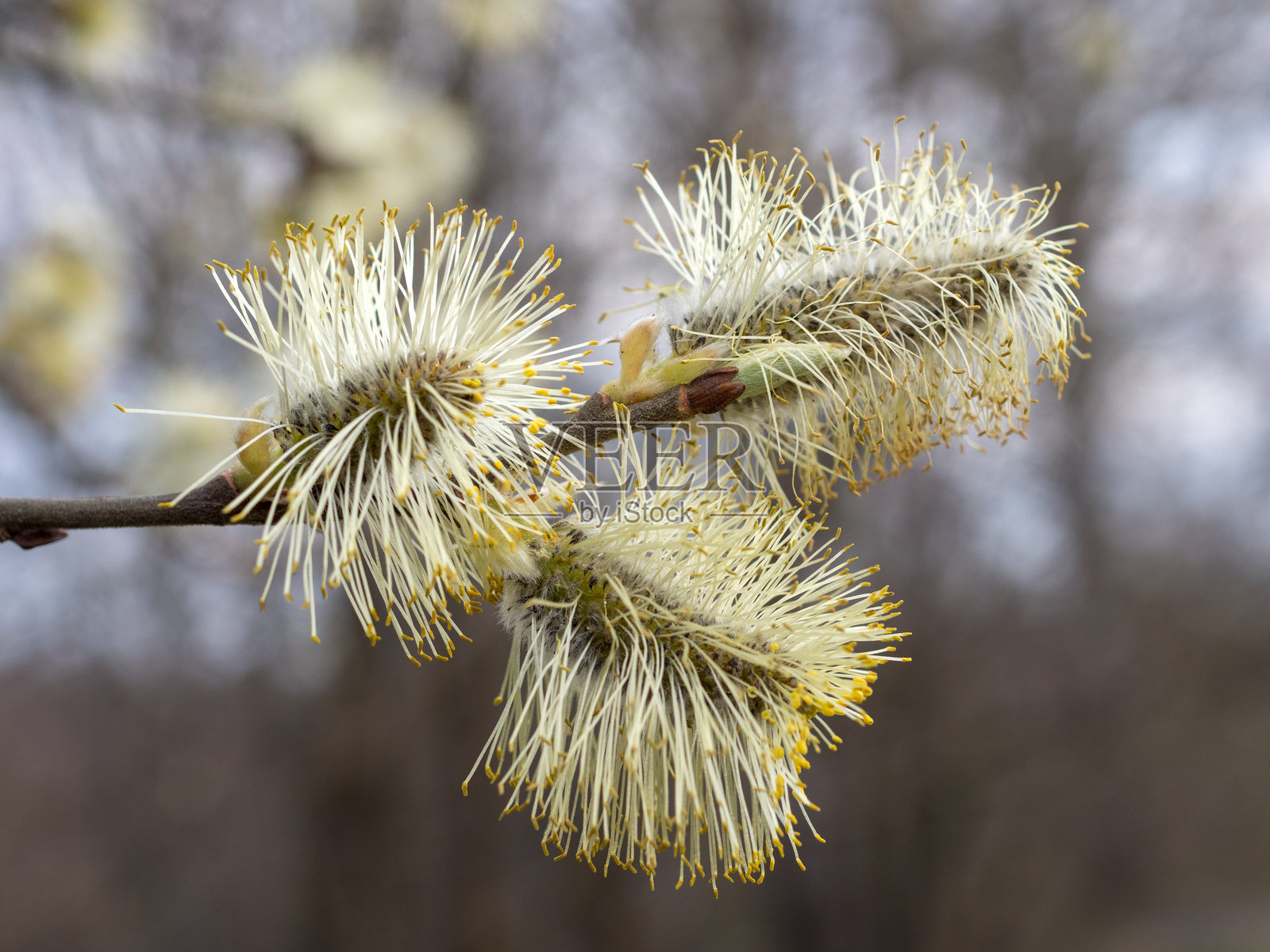 春天的柳树芽照片摄影图片