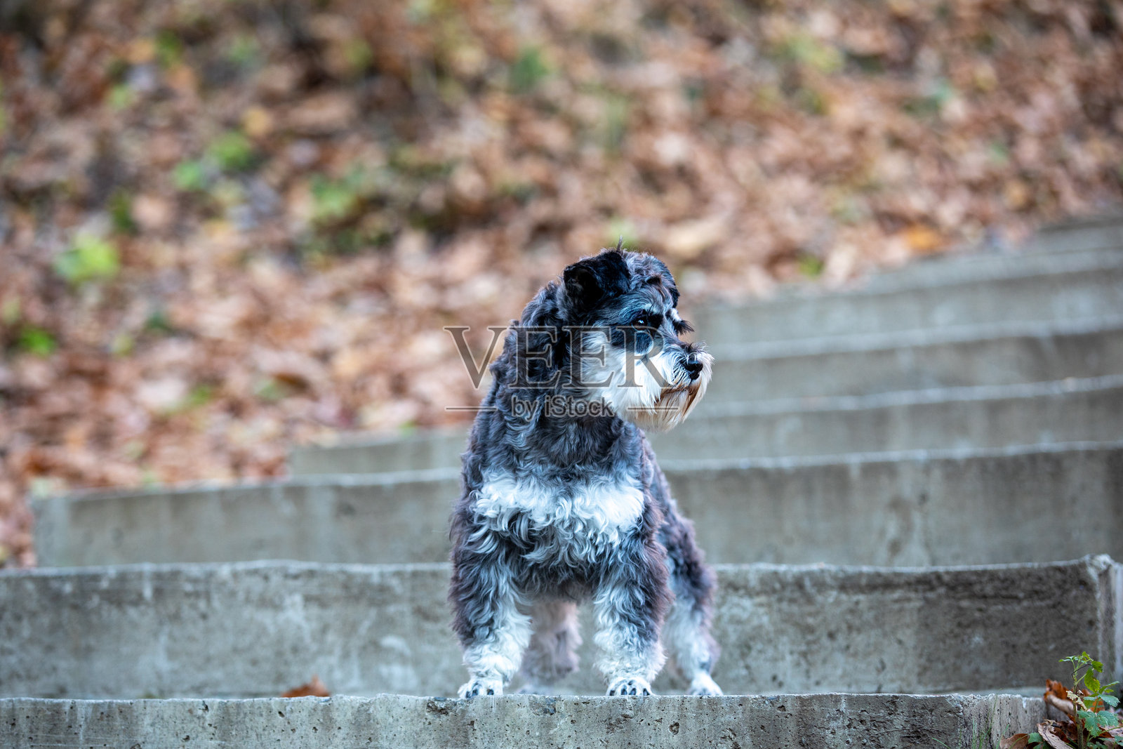 秋天森林中玩耍的宠物狗照片摄影图片