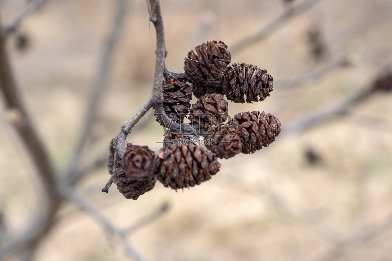 春天的桤木球果照片摄影图片