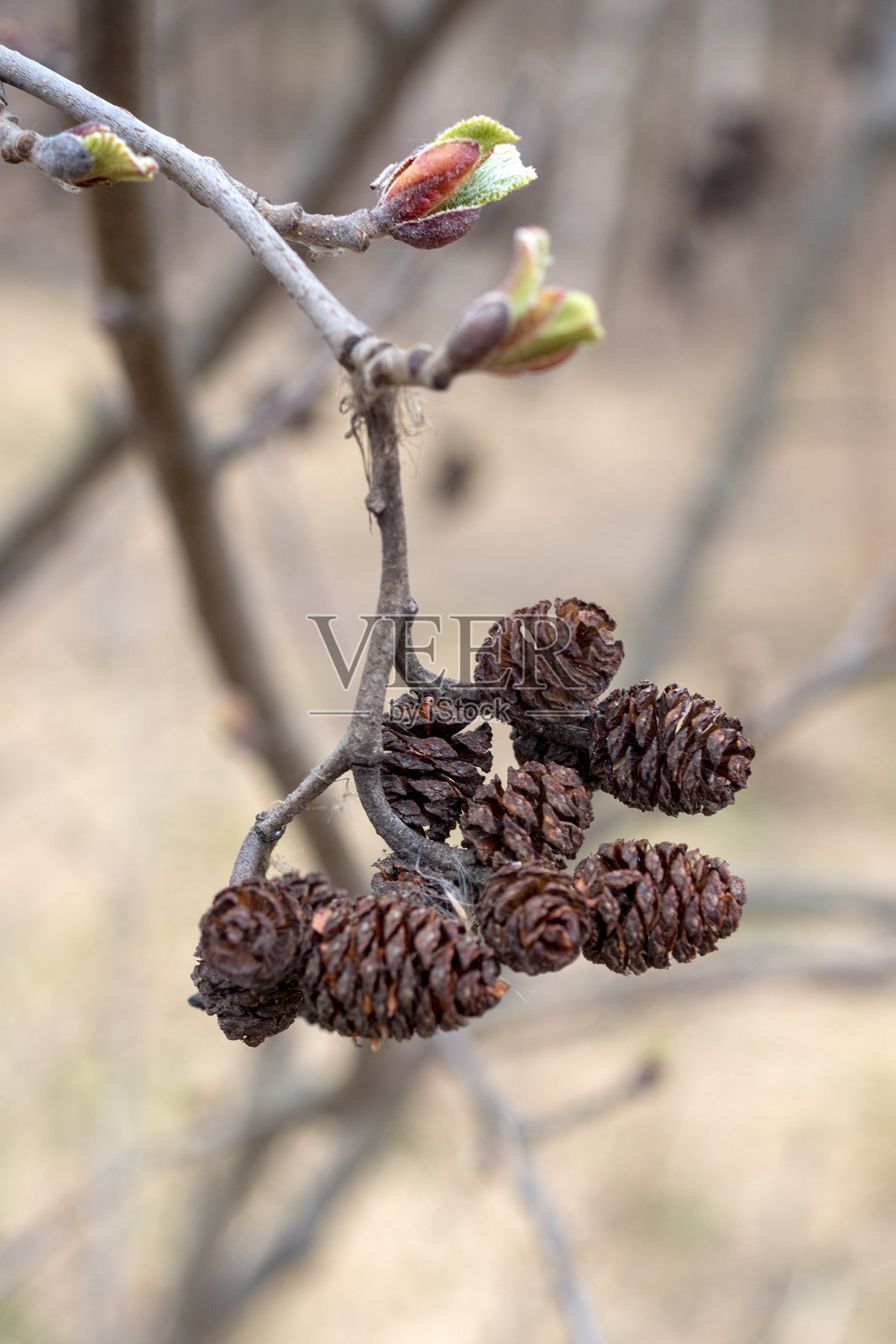 春日里的桤木树枝照片摄影图片