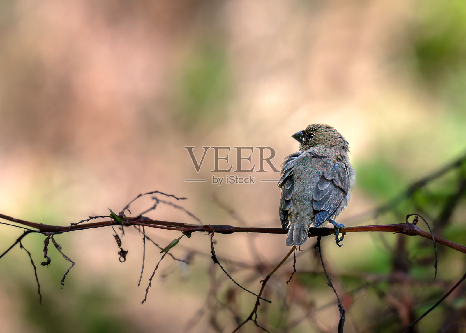 小鸟栖息在树枝上照片摄影图片