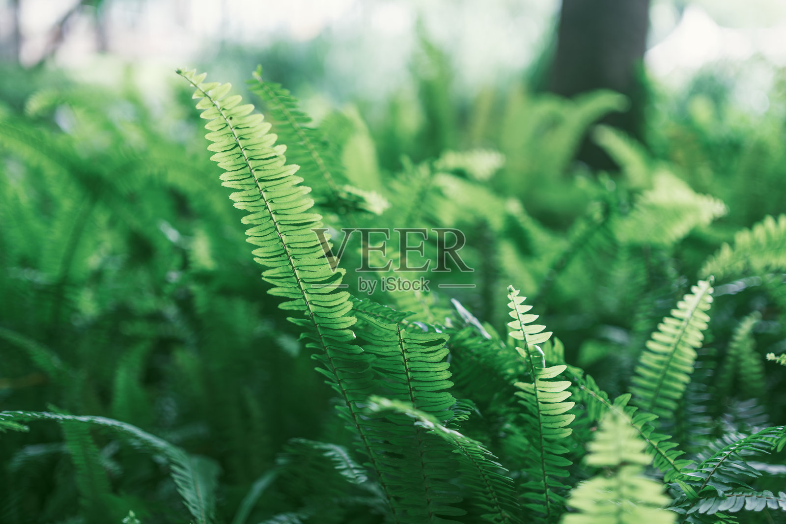 心叶蕨照片摄影图片