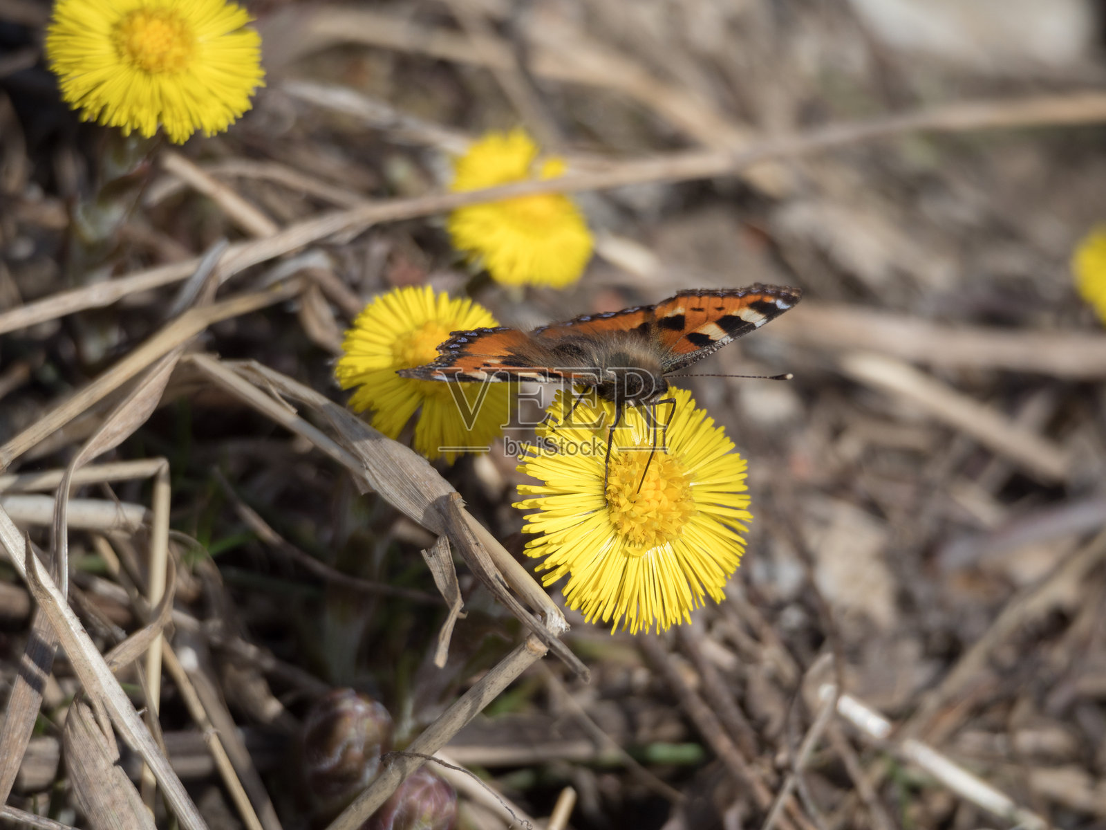春天第一朵花上的明亮蝴蝶照片摄影图片