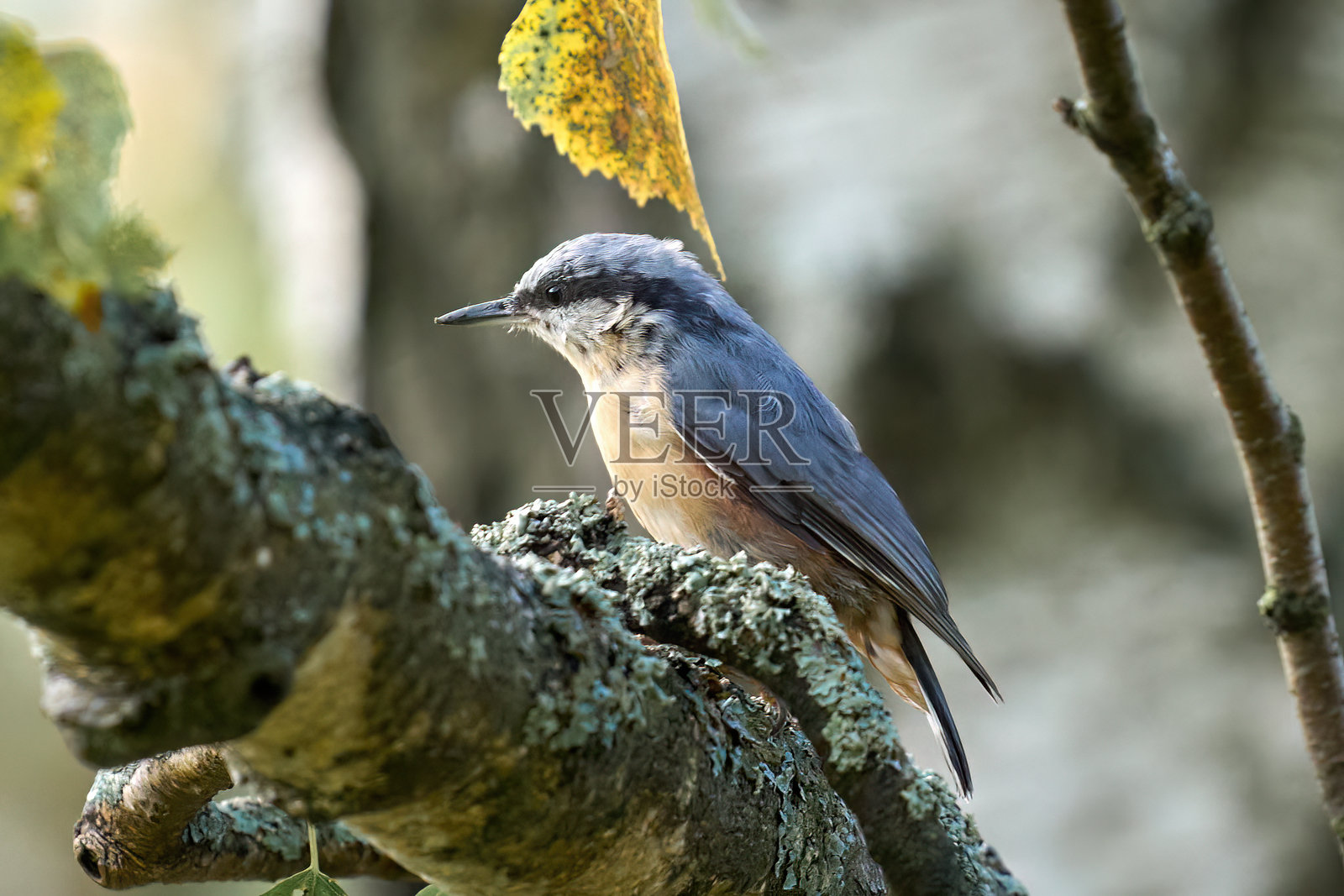 色彩斑斓的鸣鸟栖息在自然户外环境中的树枝上照片摄影图片