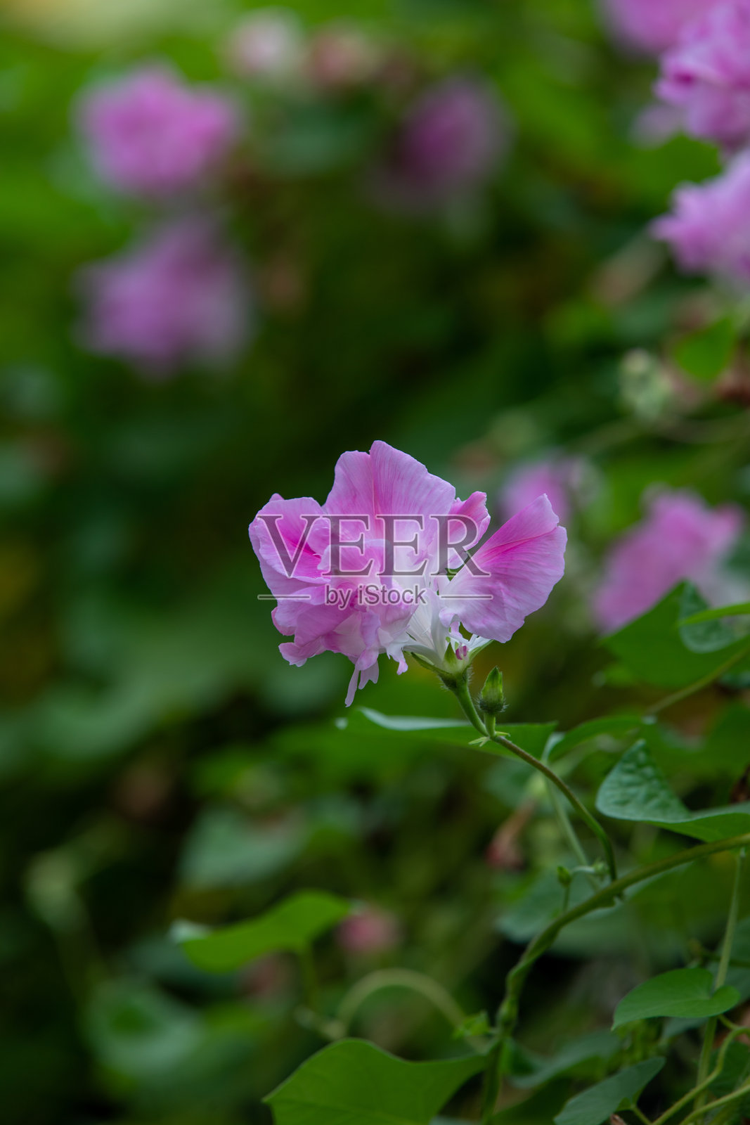 重做喇叭花照片摄影图片