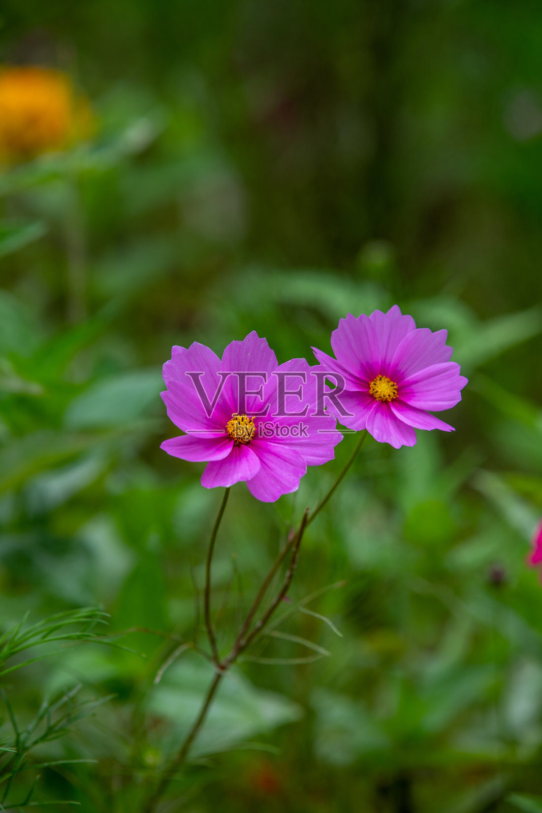野花照片摄影图片