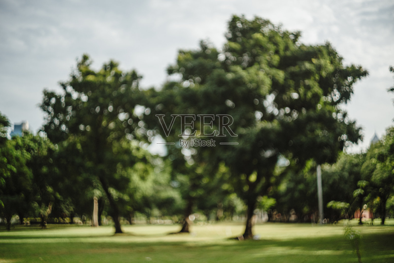 大城市公园清晨美丽的自然与阳光照片摄影图片