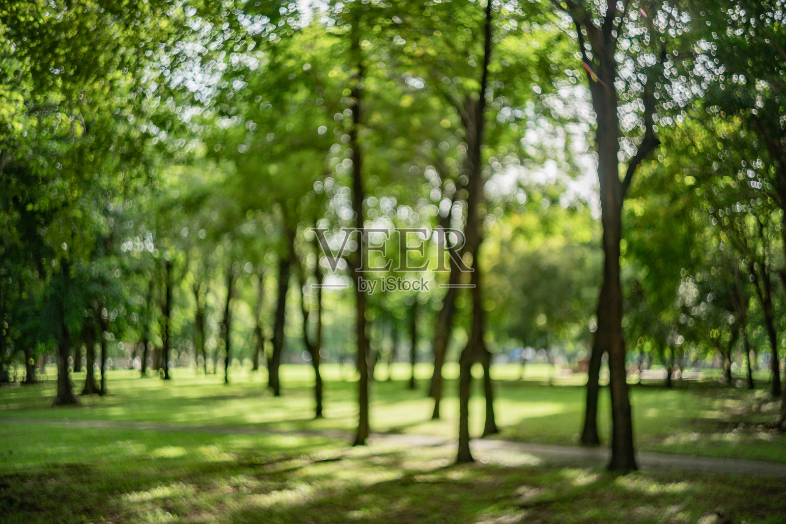 花园树木的虚焦散景背景照片摄影图片