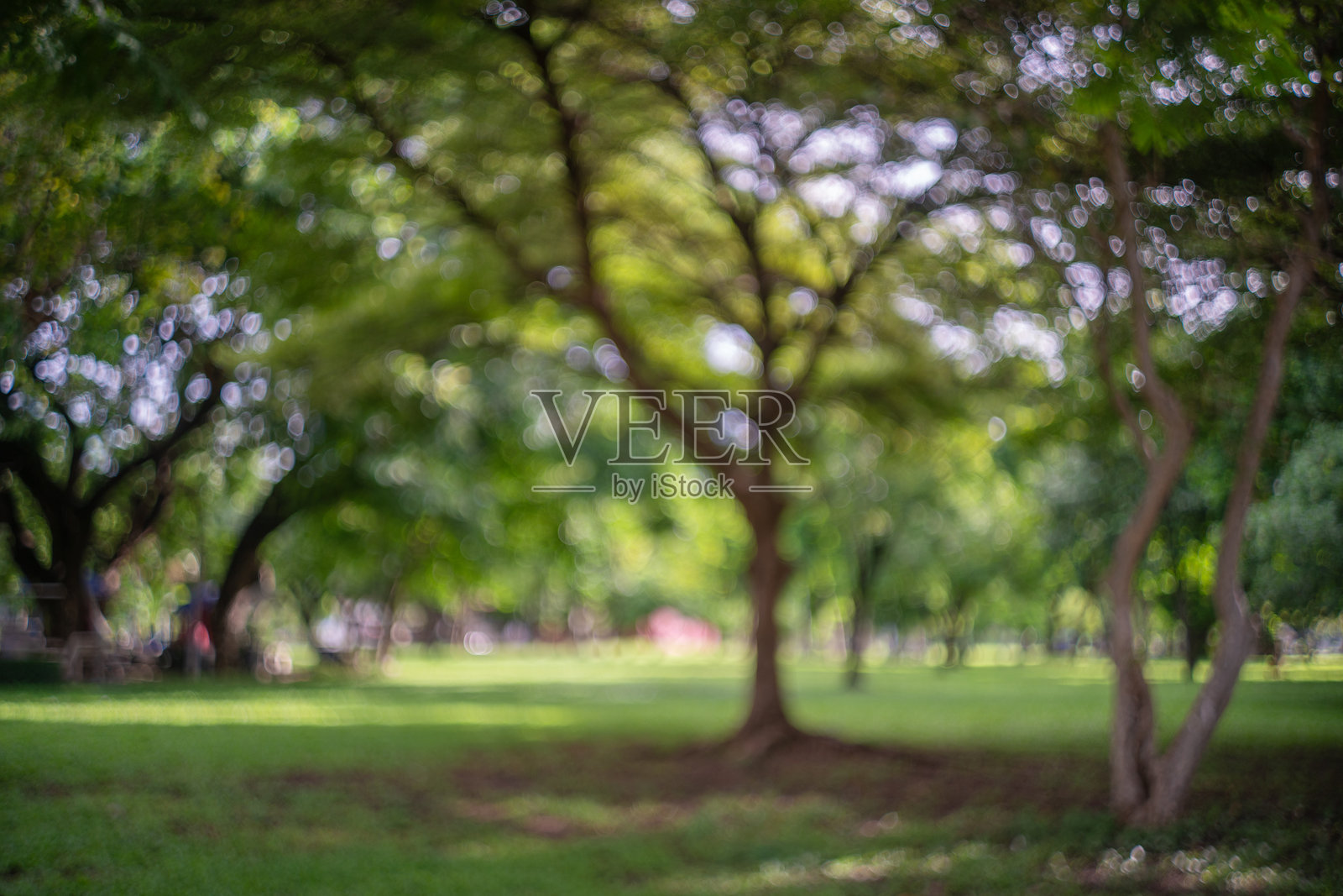 大城市公园清晨美丽的自然景色与阳光照片摄影图片