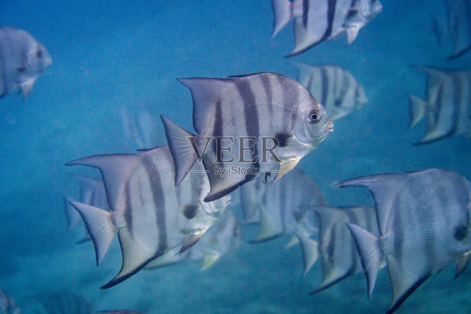 大西洋刀鱼照片摄影图片