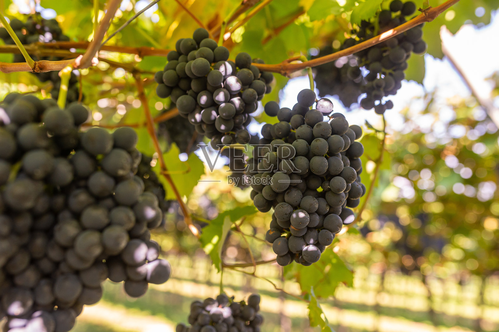 收获葡萄照片摄影图片