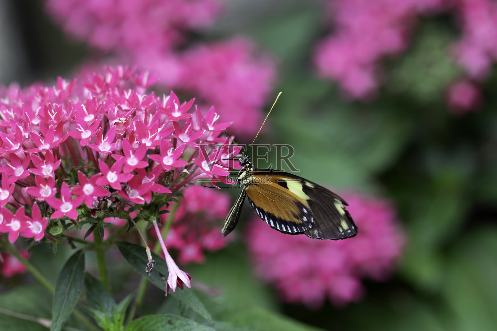 蝴蝶停在热粉色花朵上照片摄影图片