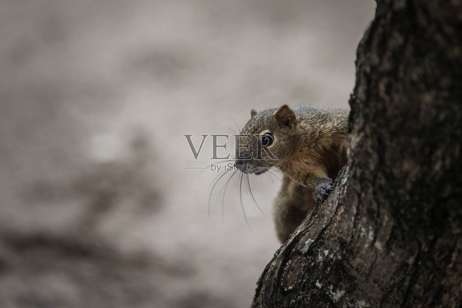 香蕉松鼠。照片摄影图片