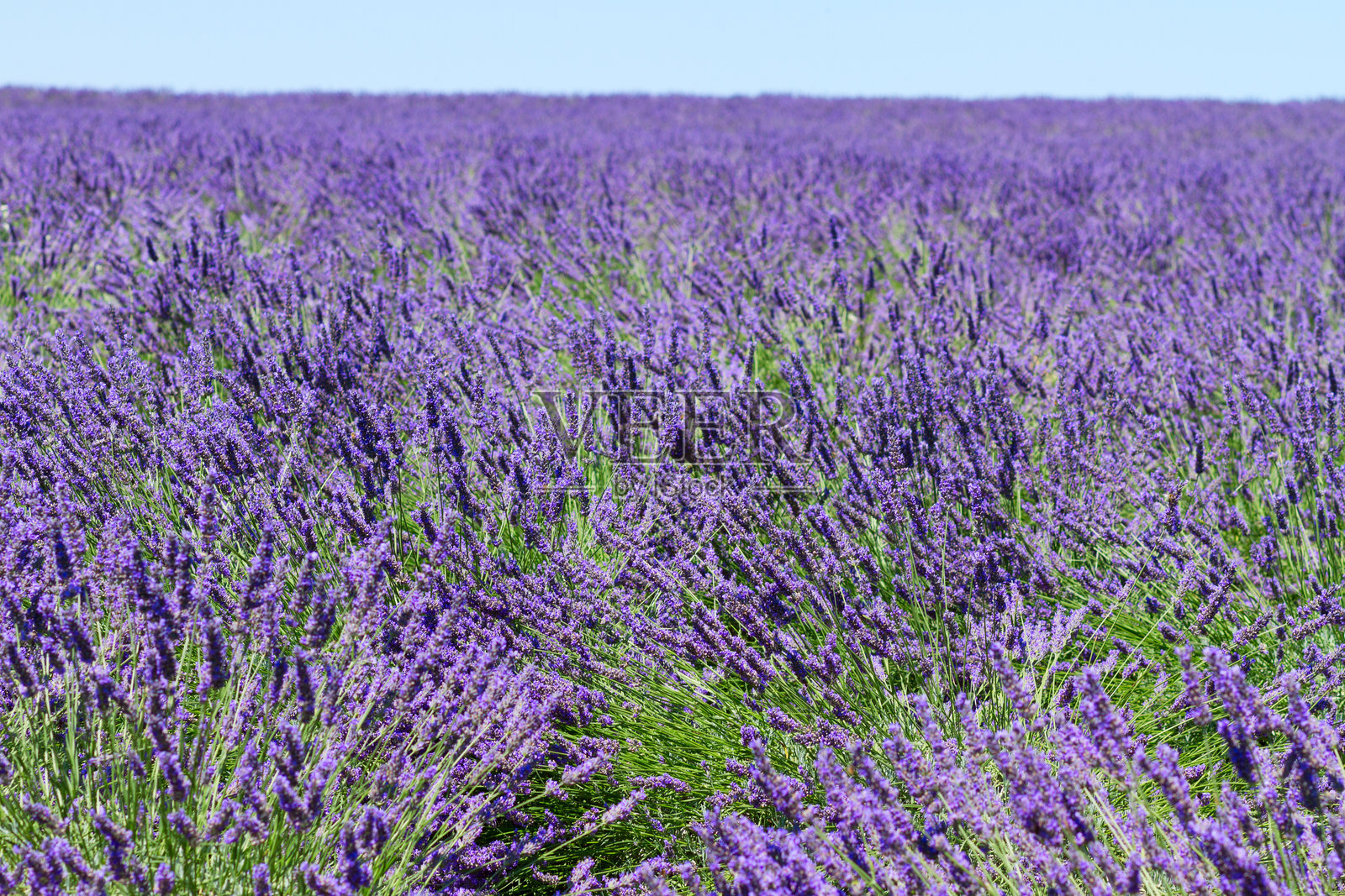 薰衣草夏季田野照片摄影图片