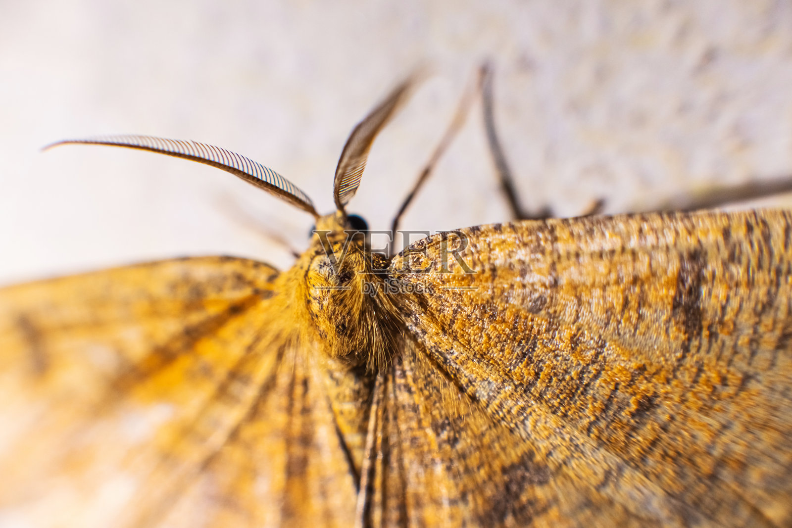 蝴蝶照片摄影图片