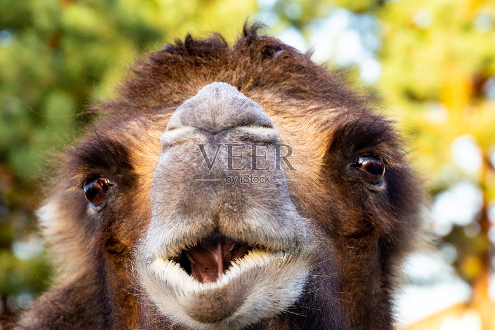 鸵鸟，大鸟，鸵鸟的美丽照片，鸟类，动物园里的鸵鸟照片摄影图片