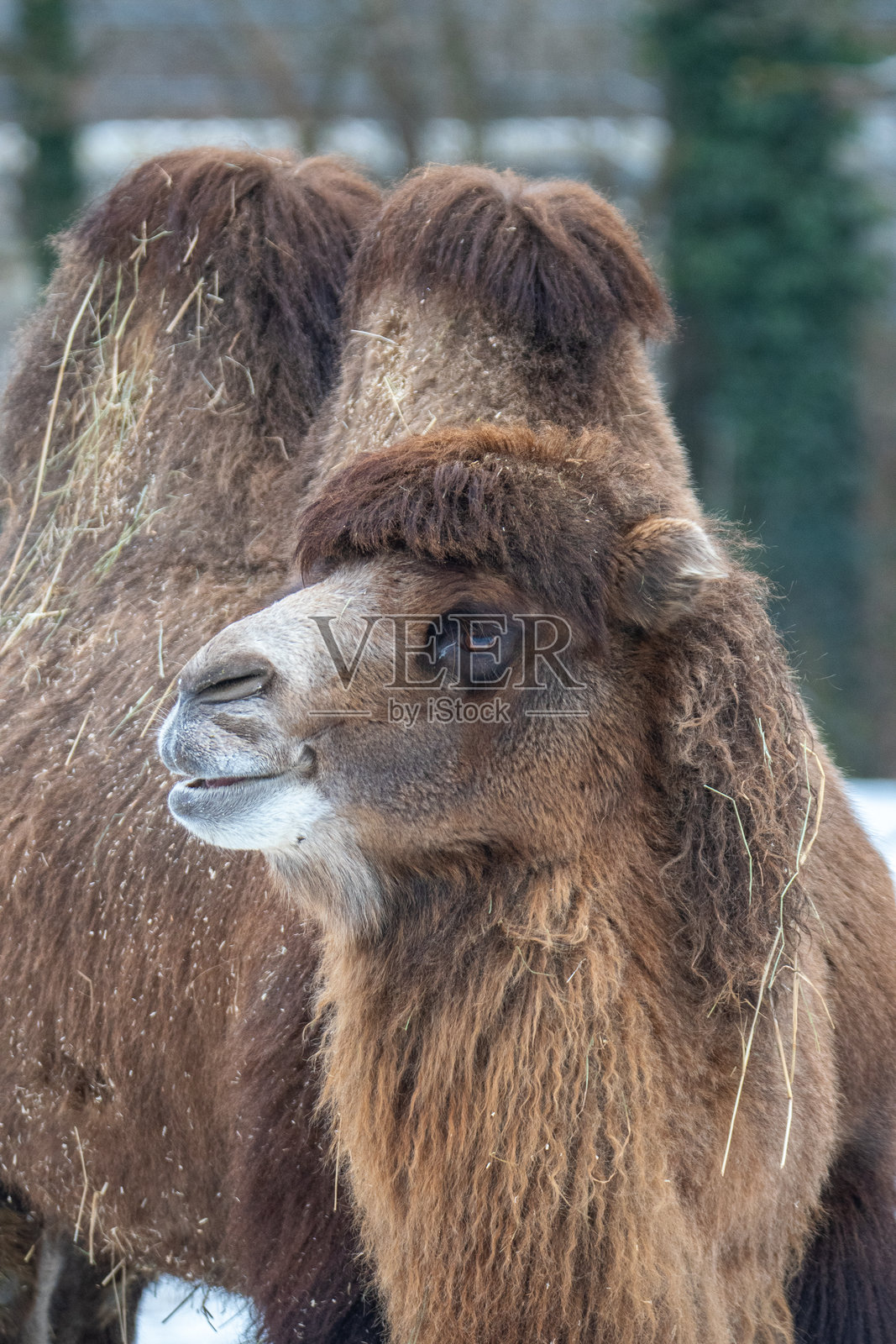 跋涉者照片摄影图片