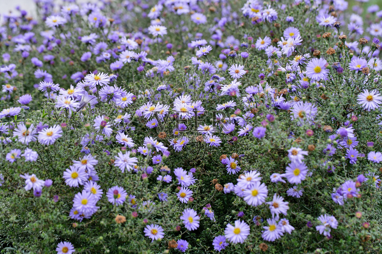蓬松的紫菀花照片摄影图片