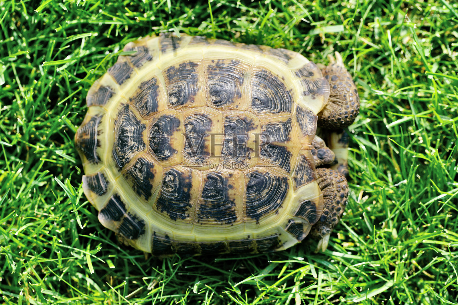 俄罗斯陆龟在绿草上藏起头部于壳内照片摄影图片