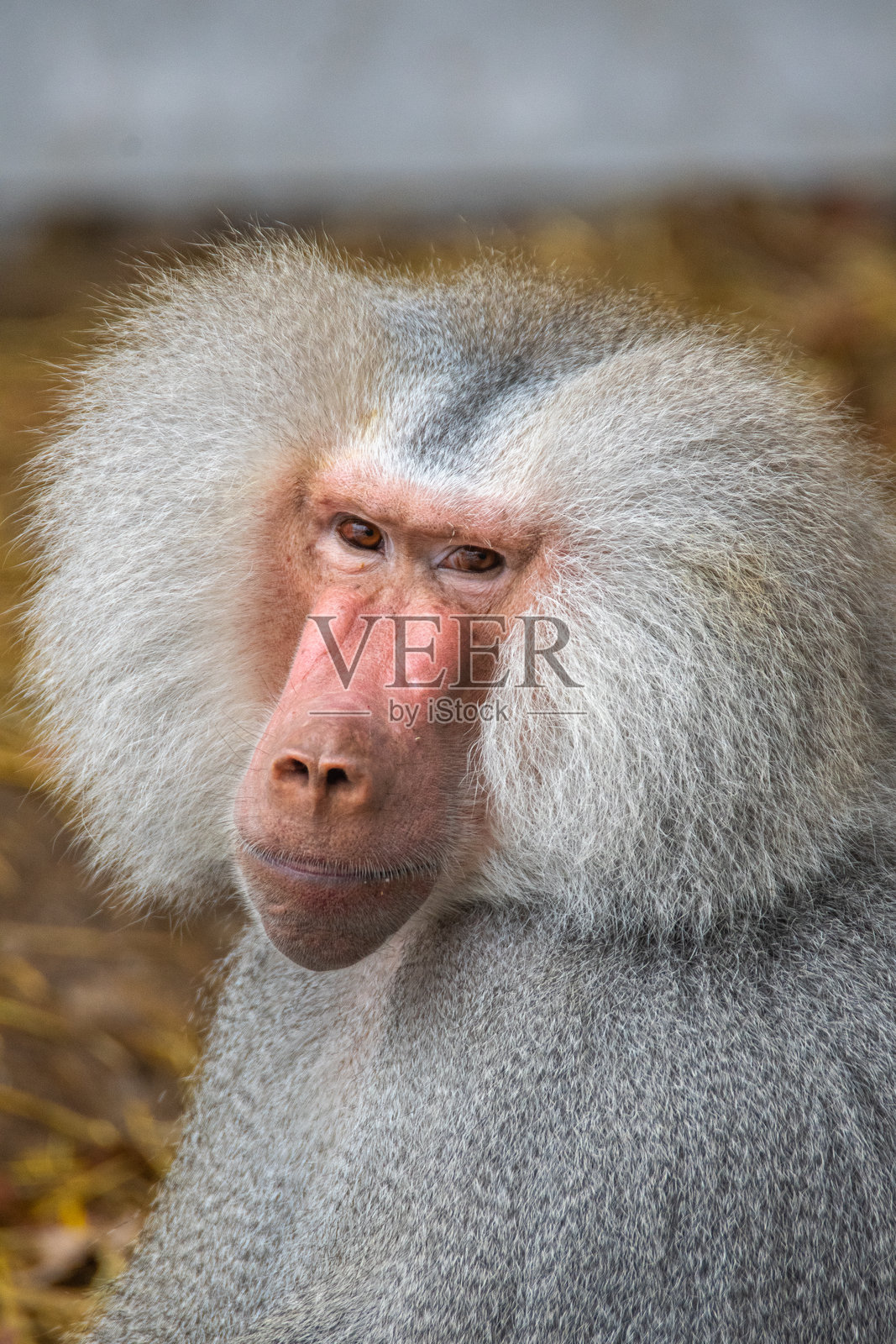 狒狒照片摄影图片