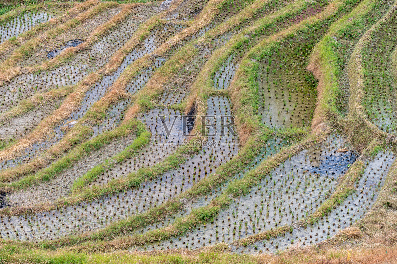 中国亚洲龙脊的著名龙胜梯田照片摄影图片