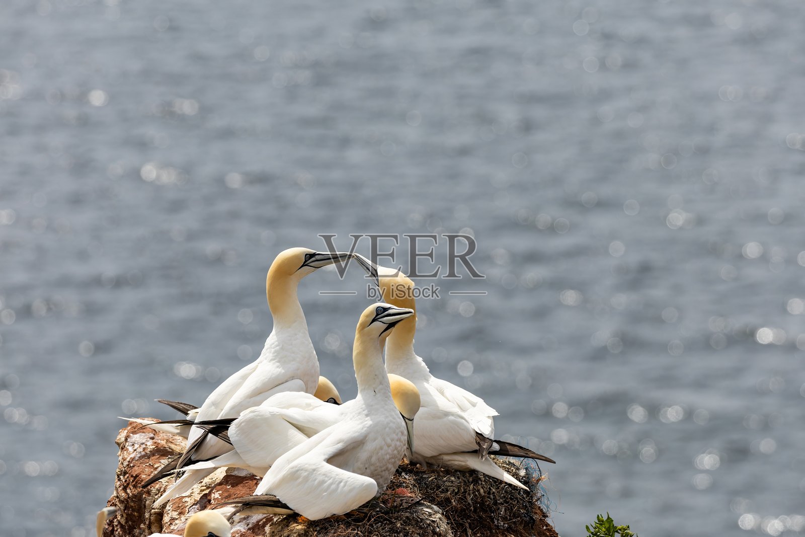 悬崖上的海鸥与海洋相映成趣照片摄影图片