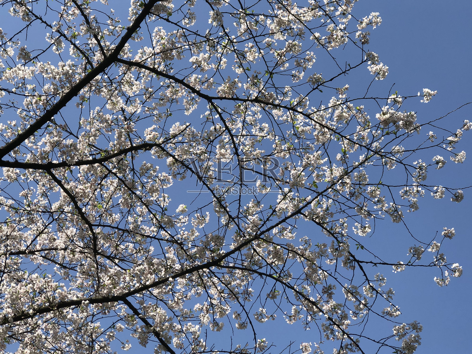 中国杭州的西湖风景照片摄影图片